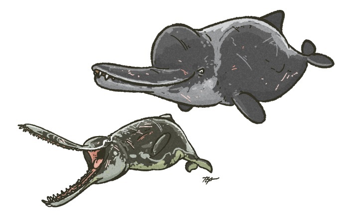 Squalodont & Killer Sperm whale