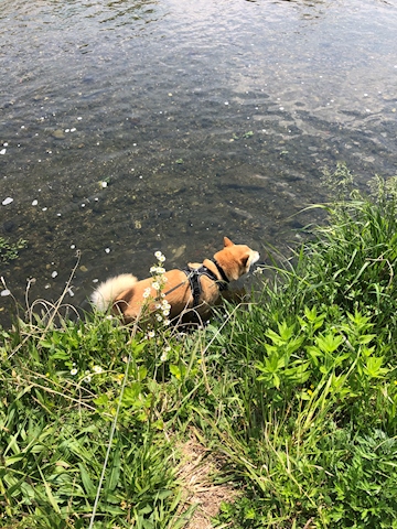 Cooling down in the river