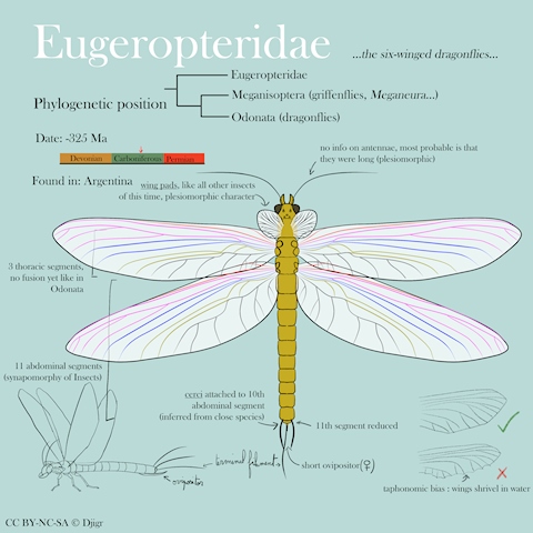 Eugeropteridae anatomical guide