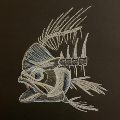 Mahi-mahi 