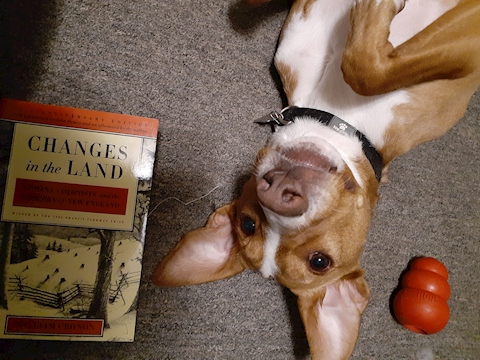 Good Dog and Good Book