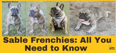 Sable Frenchies: All You Need to Know