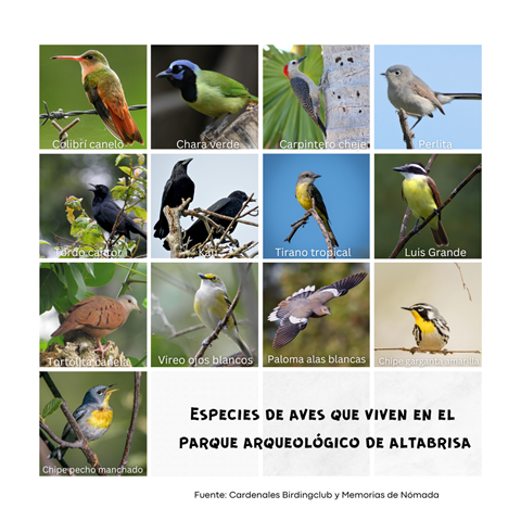Especies de aves Parque Arqueológico de Altabrisa