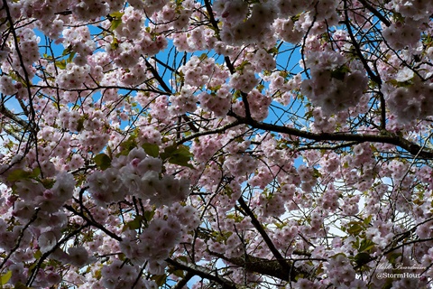 Spring Blossom in Macclesfield