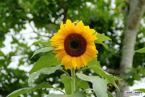 Lucent Designs Proud Flower: Sunflower 2