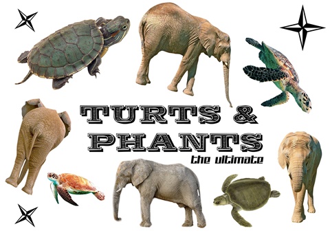 Turts & Phants