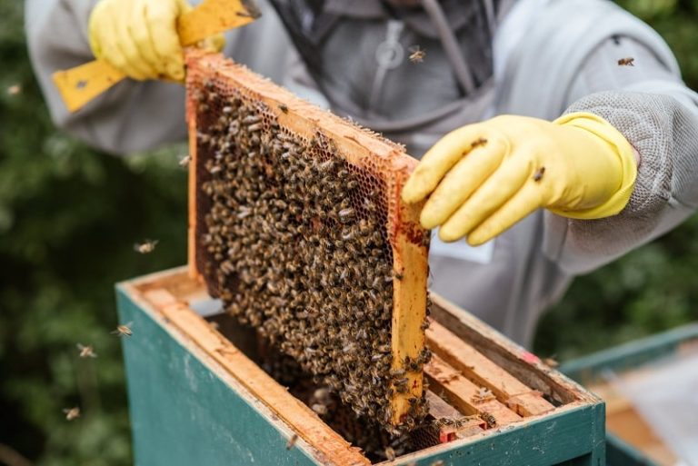 Best Beekeeping Gloves 2021: Top 5 Products
