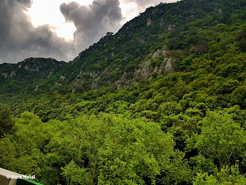#365BeautifulThings: #23 Just Green 🌿