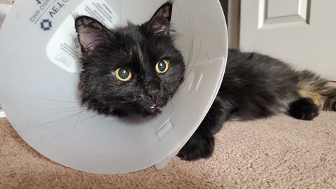 Help Pay for Fifi's Surgery!