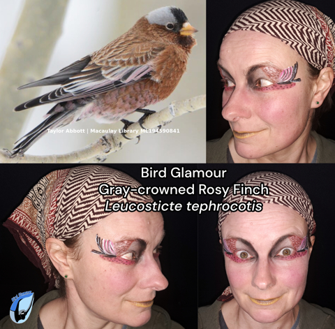 Gray-crowned Rosy Finch Bird Glamour