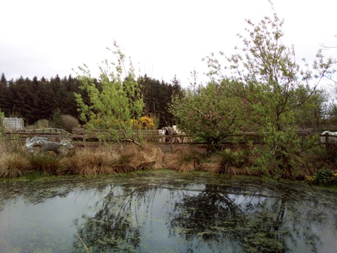 Ponies Around the Pond