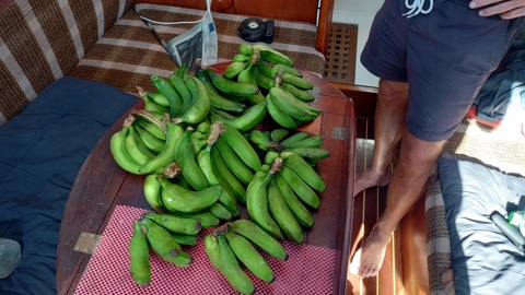 Bananas we picked from a tree