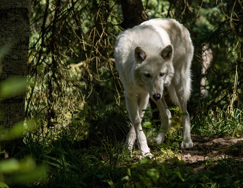 Woodland Park Zoo Wolf