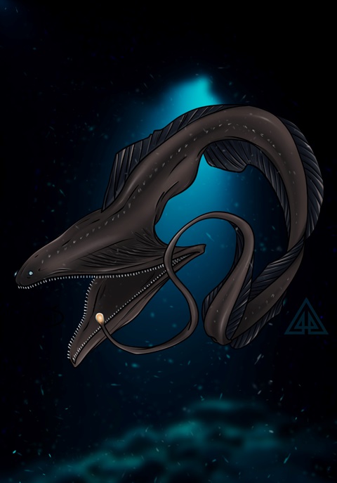 Pelican eel (Eurypharynx pelecanoides)
