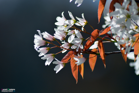 Lucent Designs Fragile Flower: Canadian Shadbush