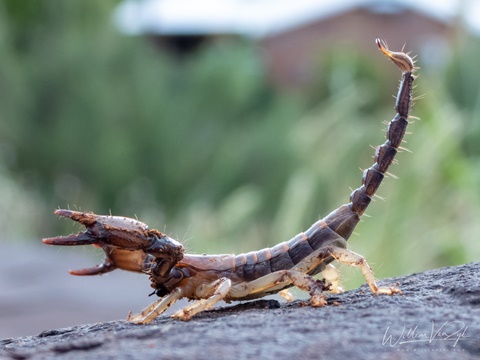 Radiant Burrower Scorpion (O. carinatus)