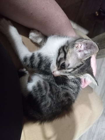 New kitten 