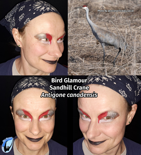 Sandhill Crane Bird Glamour