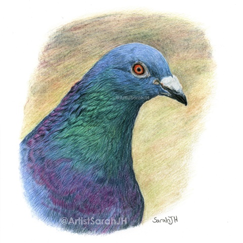 Feral Pigeon Portrait