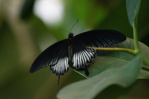 Papilio memnon #1