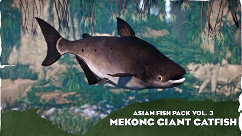 Giant Mekong Catfish - Asia Fish Pack