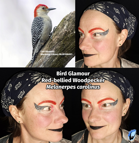 Red-bellied Woodpecker Bird Glamour