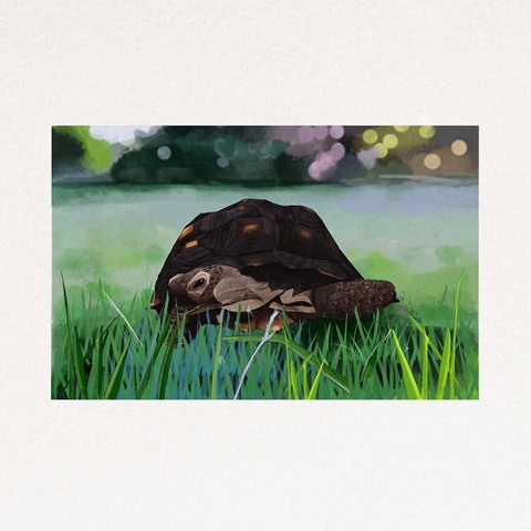Turtle from the Laggies movie