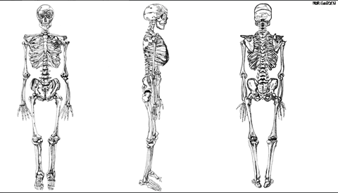 Skeleton pt2