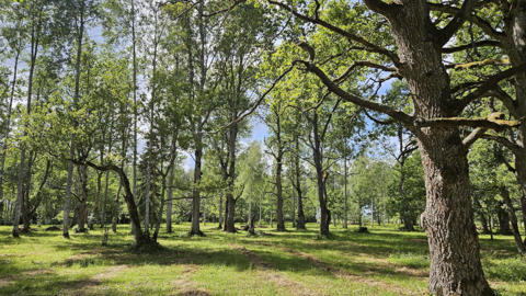 Vainu wooded meadow in Alam-Pedja Nature Reserve