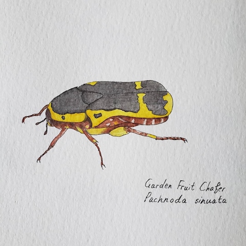 Fruit chafer beetle