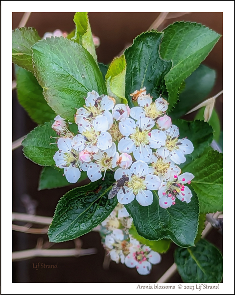 Aronia (chokeberry) blossoms