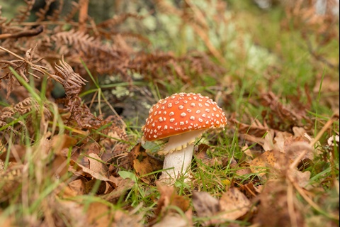Fly agaric in the New Forest