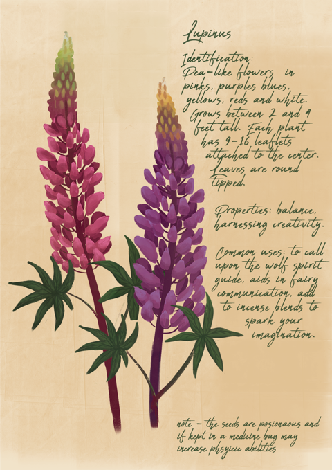 Green Witches Journal Entry- Lupins