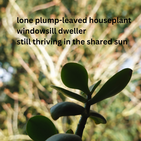 Photopoem shared 26th April 2024