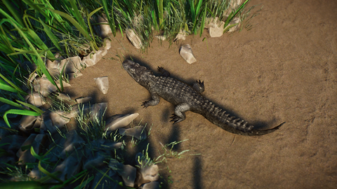 Chinese Alligator - Remaster In Progress