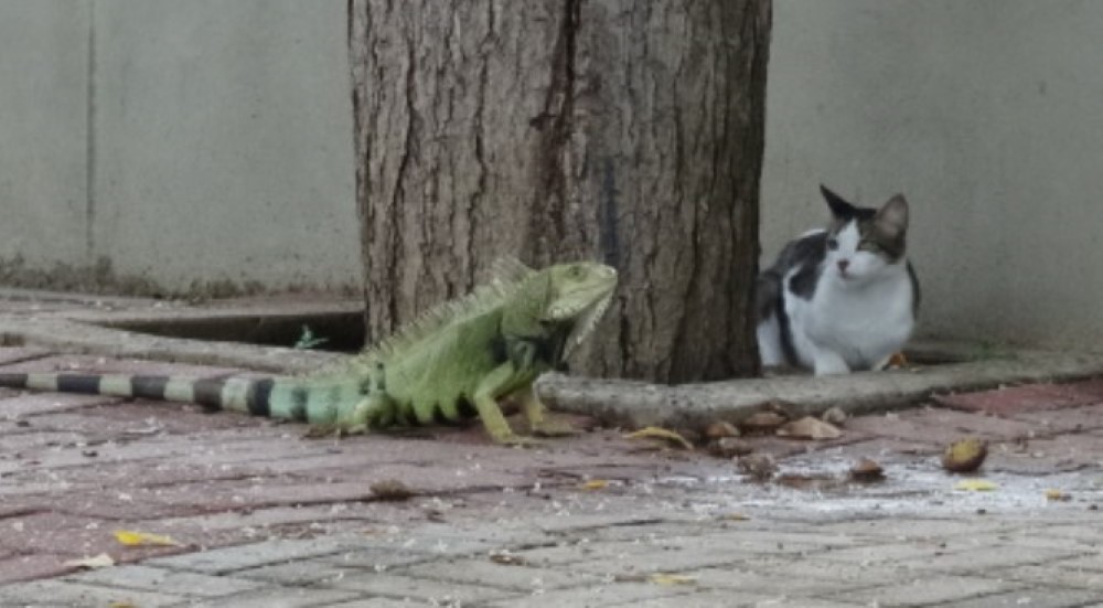 Cat and Iguana