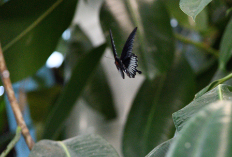 Papilio memnon in flight