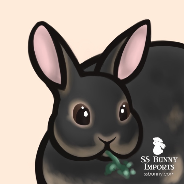 Black tan dwarf rabbit mini portrait