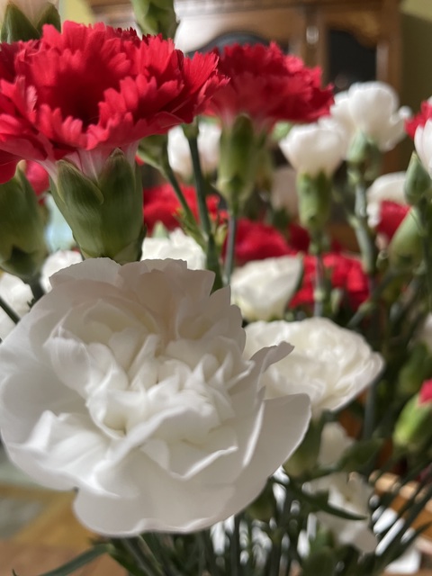 Carnations from Aunt.  Beautiful inside blooms.