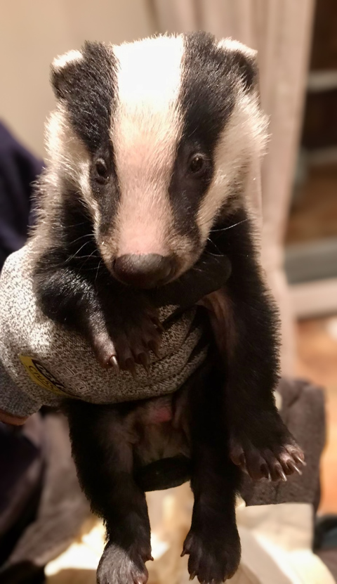 Baby Badger Update 