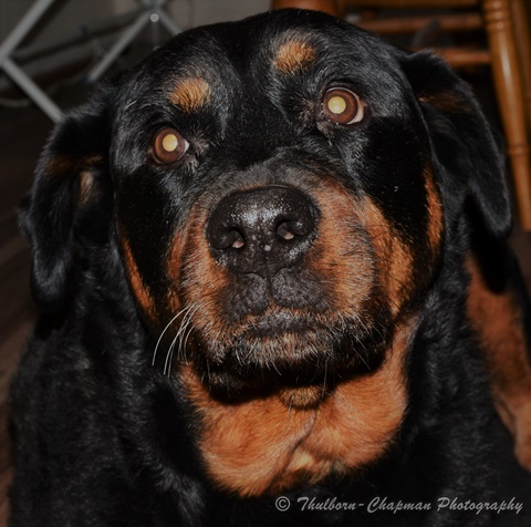 Ruby the Rottie - she had a bad start in life.