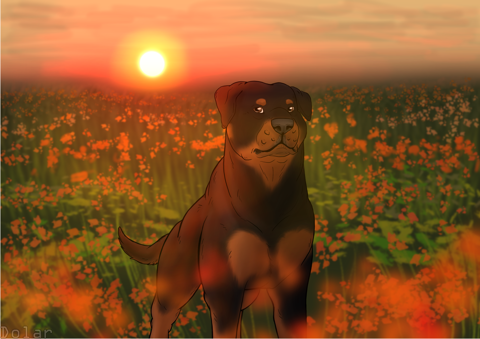 Rottweiler and sunset