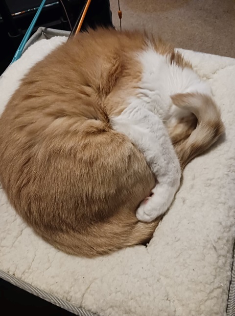 Tail Hug