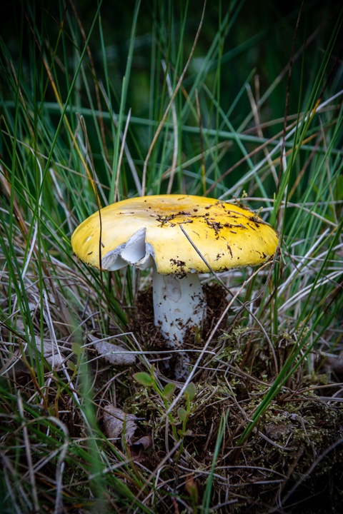 Jewelled Amanita Mushroom