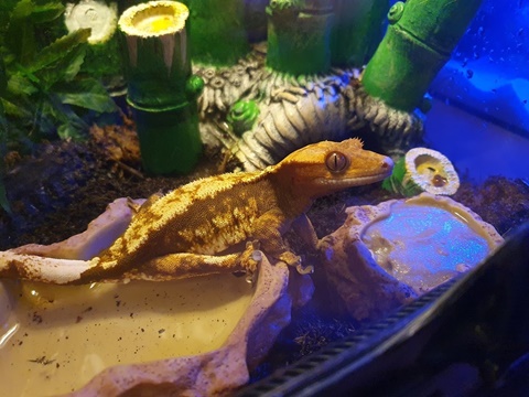 Max my Gecko