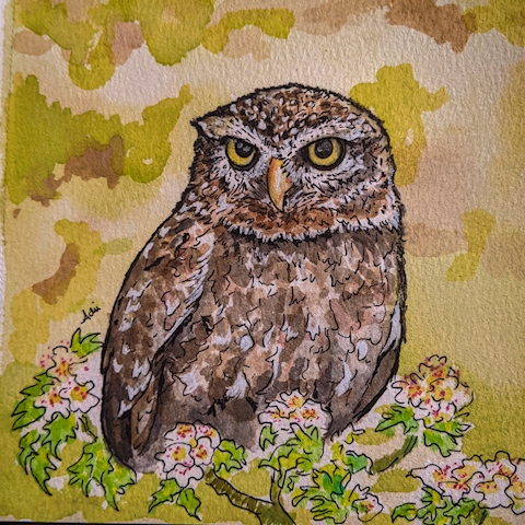 Small Owl among the blossoms