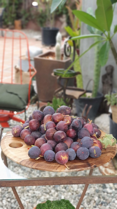 Figs from backyard fruit trees!