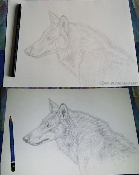 Italian Wolf pencil