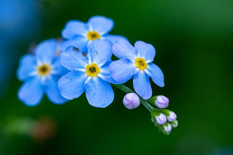 Water Forget Me Nots