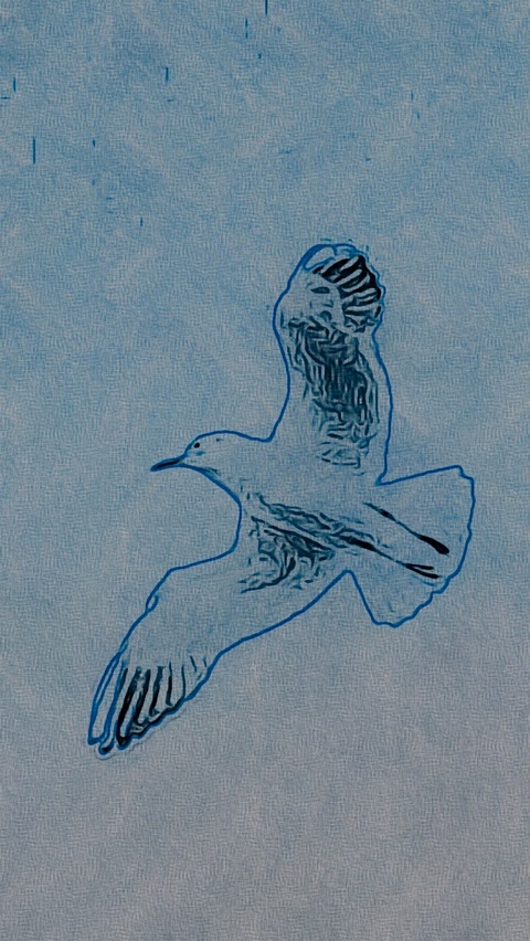 A Gull in flight 